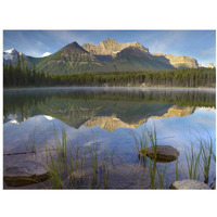 Bow Range and boreal forest reflected in Herbert Lake, Banff National Park, Alberta, Canada-Paper Art-18"x14"