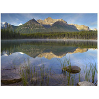 Bow Range and boreal forest reflected in Herbert Lake, Banff National Park, Alberta, Canada-Paper Art-26"x20"