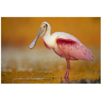 Roseate Spoonbill adult in breeding plumage standing in golden-colored water, North America-Paper Art-20"x14"