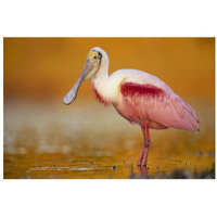 Roseate Spoonbill adult in breeding plumage standing in golden-colored water, North America-Paper Art-32"x22"