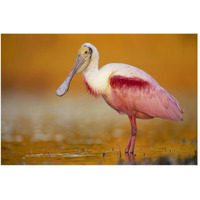 Roseate Spoonbill adult in breeding plumage standing in golden-colored water, North America-Paper Art-50"x34"