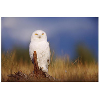 Snowy Owl adult perching on a low stump in a field of green grass, British Columbia, Canada-Paper Art-32"x22"