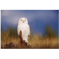 Snowy Owl adult perching on a low stump in a field of green grass, British Columbia, Canada-Paper Art-38"x26"