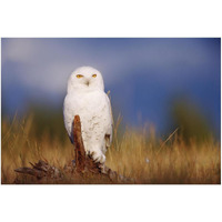 Snowy Owl adult perching on a low stump in a field of green grass, British Columbia, Canada-Paper Art-50&quotx34"