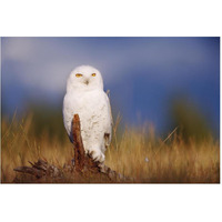 Snowy Owl adult perching on a low stump in a field of green grass, British Columbia, Canada-Paper Art-62"x42"