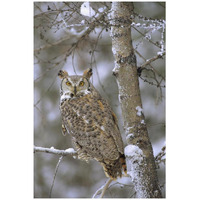 Great Horned Owl in its pale form perching in a snow-covered tree, British Columbia, Canada-Paper Art-22"x32"