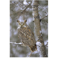 Great Horned Owl in its pale form perching in a snow-covered tree, British Columbia, Canada-Paper Art-34"x50"