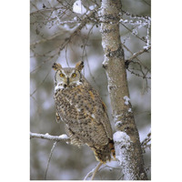 Great Horned Owl in its pale form perching in a snow-covered tree, British Columbia, Canada-Paper Art-42&quotx62"