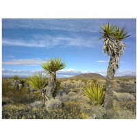 Cinder Cones, Joshua Tree and other desert vegetation, Mojave National Preserve, California-Paper Art-18"x14"