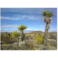 Cinder Cones, Joshua Tree and other desert vegetation, Mojave National Preserve, California-Paper Art-26"x20"