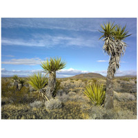 Cinder Cones, Joshua Tree and other desert vegetation, Mojave National Preserve, California-Paper Art-42"x32"