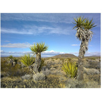 Cinder Cones, Joshua Tree and other desert vegetation, Mojave National Preserve, California-Paper Art-50&quotx38"