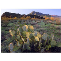 Beavertail Cactus with Picacho Mountain in the background, Pichaco Peak State Park, Arizona-Paper Art-18"x14"