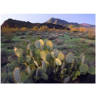 Beavertail Cactus with Picacho Mountain in the background, Pichaco Peak State Park, Arizona-Paper Art-26"x20"