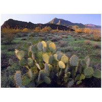 Beavertail Cactus with Picacho Mountain in the background, Pichaco Peak State Park, Arizona-Paper Art-42"x32"