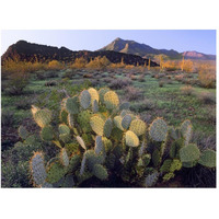 Beavertail Cactus with Picacho Mountain in the background, Pichaco Peak State Park, Arizona-Paper Art-50"x38"