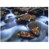 Autumn leaves on wet boulders in stream, Great Smoky Mountains National Park, North Carolina-Paper Art-26"x20"