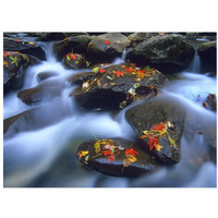 Autumn leaves on wet boulders in stream, Great Smoky Mountains National Park, North Carolina-Paper Art-34"x26"