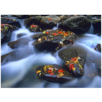 Autumn leaves on wet boulders in stream, Great Smoky Mountains National Park, North Carolina-Paper Art-42&quotx32"