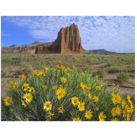 Temple of the Sun with Common Sunflowers in the foreground, Capitol Reef National Park, Utah-Paper Art-26"x22"