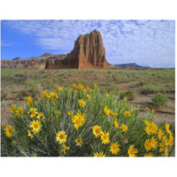 Temple of the Sun with Common Sunflowers in the foreground, Capitol Reef National Park, Utah-Paper Art-30"x24"