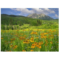 Orange Sneezeweed blooming in meadow with East Beckwith Mountain in the background, Colorado-Paper Art-18"x14"