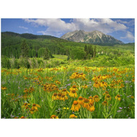 Orange Sneezeweed blooming in meadow with East Beckwith Mountain in the background, Colorado-Paper Art-26"x20"