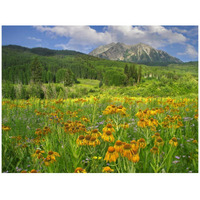 Orange Sneezeweed blooming in meadow with East Beckwith Mountain in the background, Colorado-Paper Art-42&quotx32"