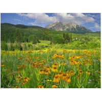 Orange Sneezeweed blooming in meadow with East Beckwith Mountain in the background, Colorado-Paper Art-50"x38"