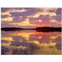 American Alligator surfacing in Nine Mile Pond at sunrise, Everglades National Park, Florida-Paper Art-18"x14"