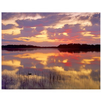 American Alligator surfacing in Nine Mile Pond at sunrise, Everglades National Park, Florida-Paper Art-34"x26"