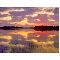 American Alligator surfacing in Nine Mile Pond at sunrise, Everglades National Park, Florida-Paper Art-50&quotx38"