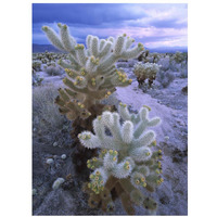 Teddy Bear Cholla or Jumping Cholla under stormy skies, Joshua Tree National Park, California-Paper Art-26"x34"