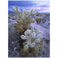 Teddy Bear Cholla or Jumping Cholla under stormy skies, Joshua Tree National Park, California-Paper Art-32"x42"