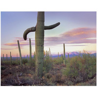 Saguaro cactus field with Sierrita Mountains in the background, Saguaro National Park, Arizona-Paper Art-26"x20"