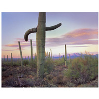 Saguaro cactus field with Sierrita Mountains in the background, Saguaro National Park, Arizona-Paper Art-34"x26"