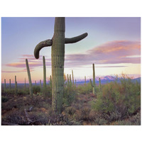 Saguaro cactus field with Sierrita Mountains in the background, Saguaro National Park, Arizona-Paper Art-42"x32"