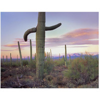 Saguaro cactus field with Sierrita Mountains in the background, Saguaro National Park, Arizona-Paper Art-50"x38"