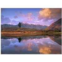 La Plata and Twin Peaks in the Sawatch Range reflected in Twin Lakes with a lone tree, Colorado-Paper Art-18&quotx14"