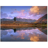 La Plata and Twin Peaks in the Sawatch Range reflected in Twin Lakes with a lone tree, Colorado-Paper Art-26"x20"