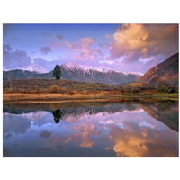 La Plata and Twin Peaks in the Sawatch Range reflected in Twin Lakes with a lone tree, Colorado-Paper Art-34"x26"