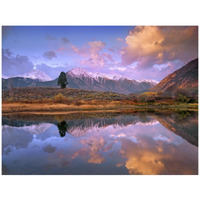 La Plata and Twin Peaks in the Sawatch Range reflected in Twin Lakes with a lone tree, Colorado-Paper Art-42"x32"