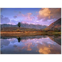 La Plata and Twin Peaks in the Sawatch Range reflected in Twin Lakes with a lone tree, Colorado-Paper Art-50"x38"