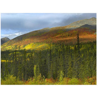 Boreal forest beneath Goldensides Mountain, Tombstone Territorial Park, Yukon Territory, Canada-Paper Art-26"x20"