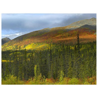 Boreal forest beneath Goldensides Mountain, Tombstone Territorial Park, Yukon Territory, Canada-Paper Art-34"x26"