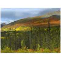 Boreal forest beneath Goldensides Mountain, Tombstone Territorial Park, Yukon Territory, Canada-Paper Art-42"x32"