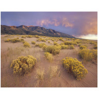 Sagewort on sand dune, Sangre de Cristo Mountains, Great Sand Dunes National Monument, Colorado-Paper Art-26"x20"