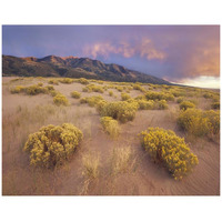 Sagewort on sand dune, Sangre de Cristo Mountains, Great Sand Dunes National Monument, Colorado-Paper Art-42"x32"