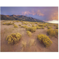 Sagewort on sand dune, Sangre de Cristo Mountains, Great Sand Dunes National Monument, Colorado-Paper Art-50&quotx38"