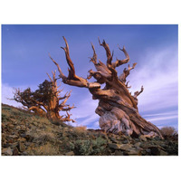 Foxtail Pine ancient trees at Schulman Grove, White Mountains, Inyo National Forest, California-Paper Art-26&quotx20"